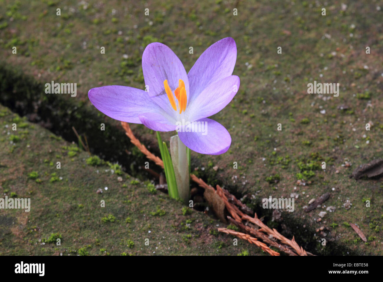 Early Crocus (Crocus tommasinianus), naturalized crocus in a pavement joint, Germany Stock Photo