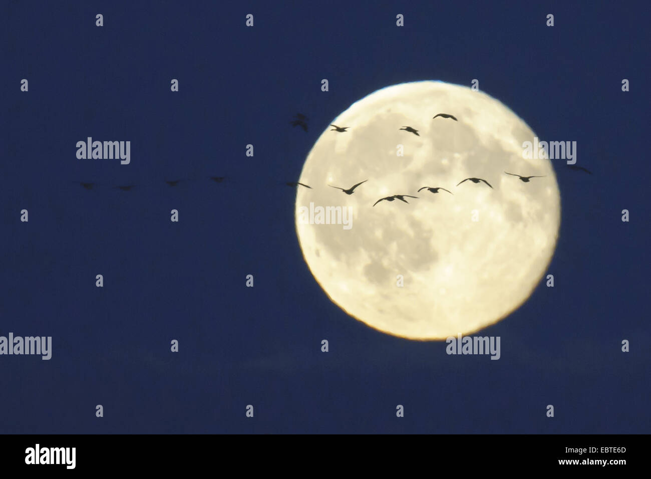 flock of geese in front of full moon, Goldenstedt, Niedersachsen, Deut Stock Photo