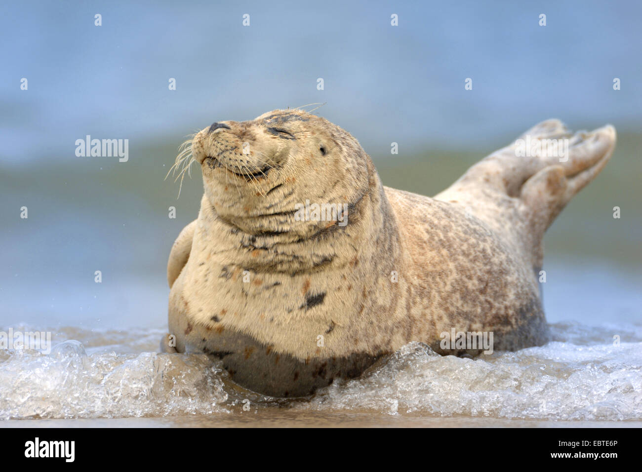 harbor seal, common seal (Phoca vitulina), lying in the surf, Germany, Schleswig-Holstein, Heligoland Stock Photo