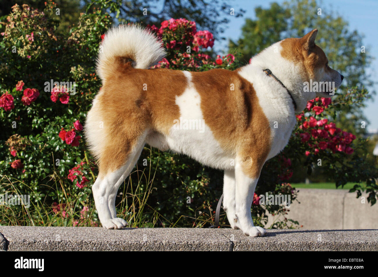 Shiba Inu (Canis lupus f. familiaris), nine-years-old male standing in front of dog roses, Germany Stock Photo