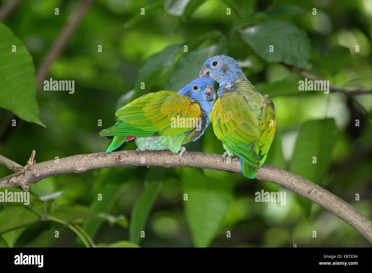 blue-headed parrot (Pionus menstruus), two blue-headed parrots sitting on a branch and grooming, Costa Rica Stock Photo