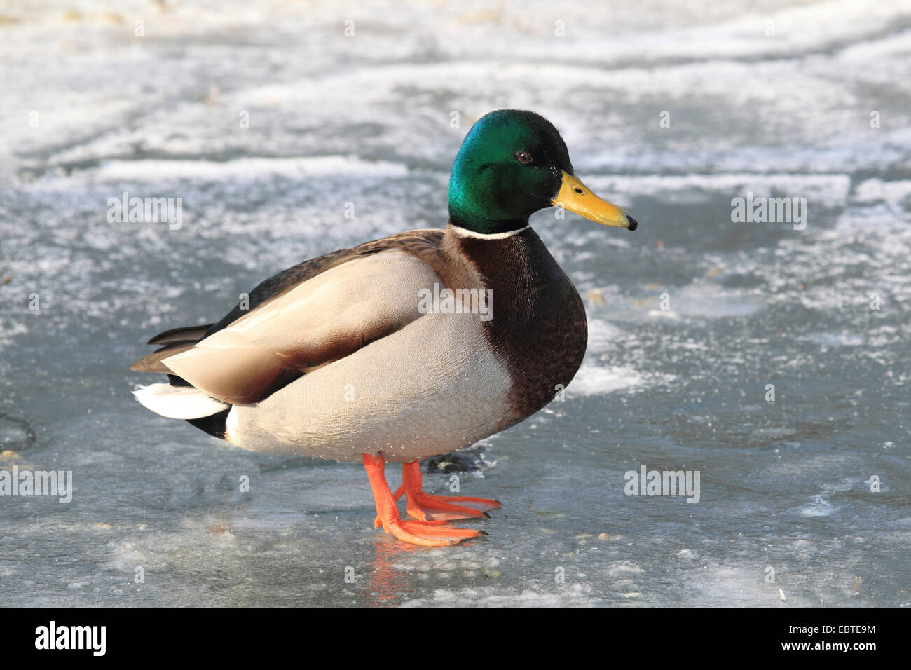 mallard (Anas platyrhynchos), drake standing on the ice, Germany Stock Photo