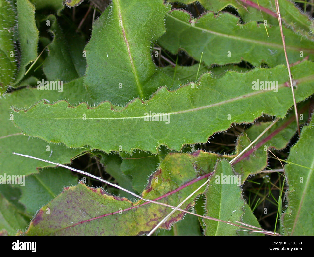 hawkweed oxtongue (Picris hieracioides), leaf, Germany Stock Photo