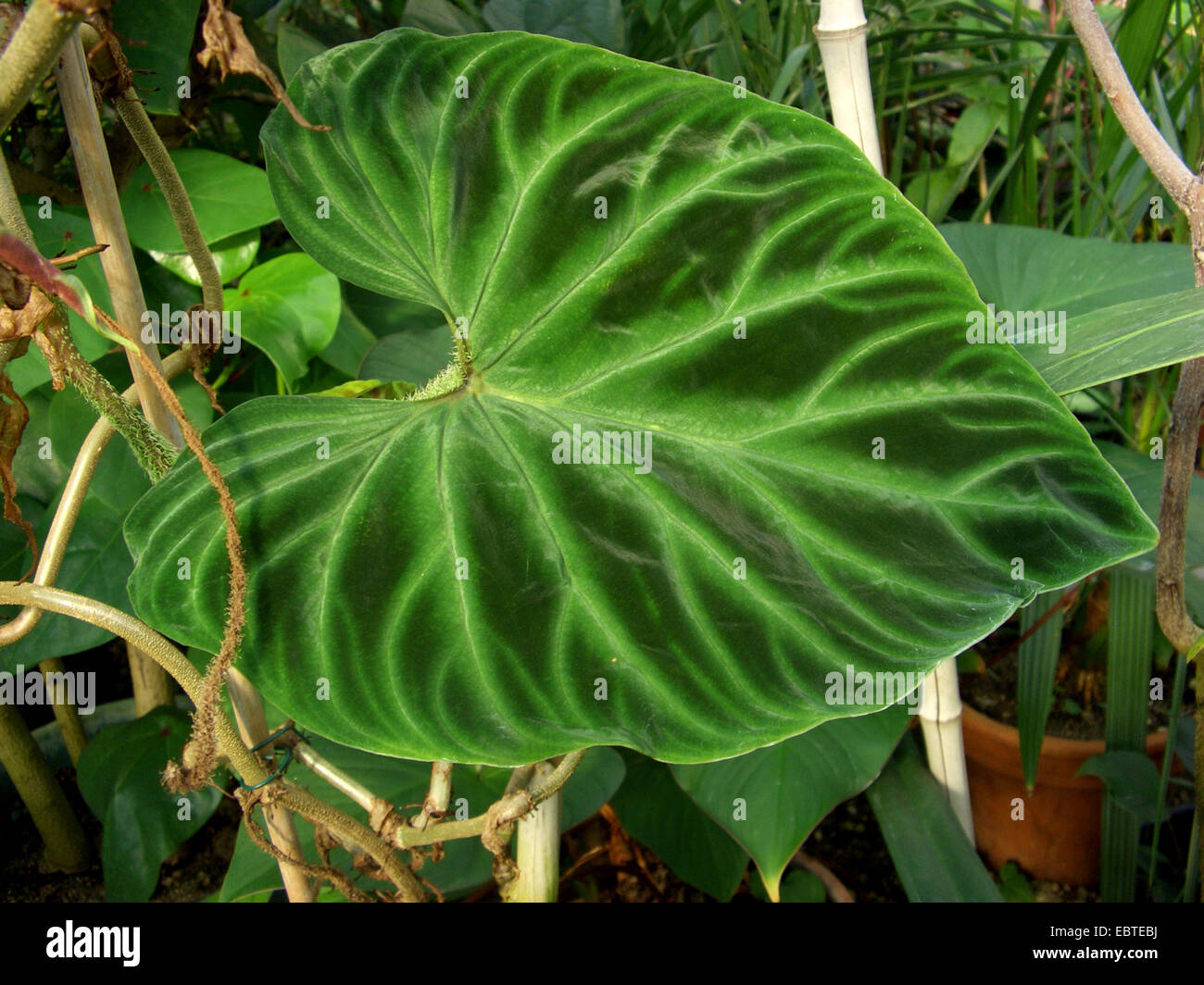 Philodendron (Philodendron verrucosum ), leaf Stock Photo