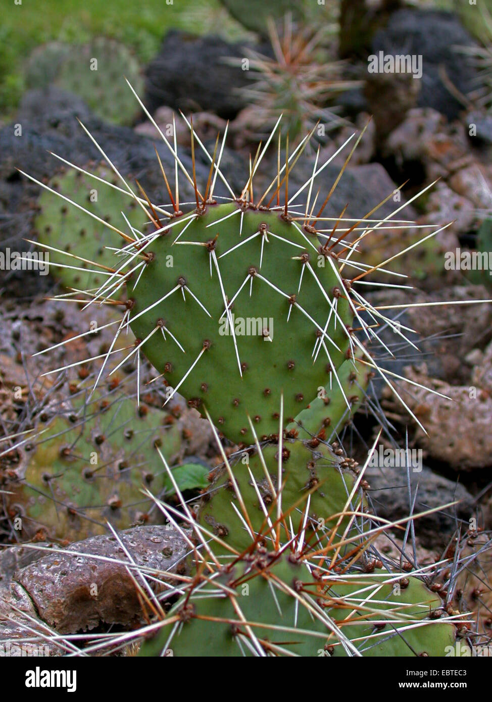 Tulip prickly pear, Brownspine prickly pear cactus, Purple-fruited prickly pear, Brown-spined prickly pear, New mexico prickly pear, Desert prickly pear (Opuntia phaeacantha ), stem Stock Photo