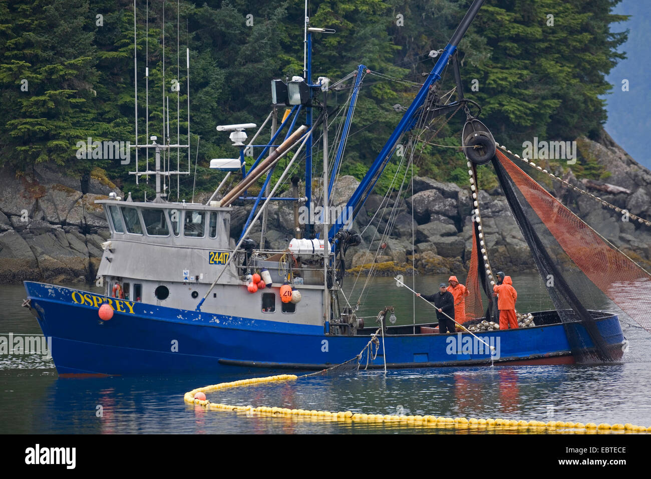 sockeye salmon, sockeye, kokanee, blue back (Oncorhynchus nerka), Trawler catch Chum Salmon, USA, Alaska, Tongass National Forest Stock Photo