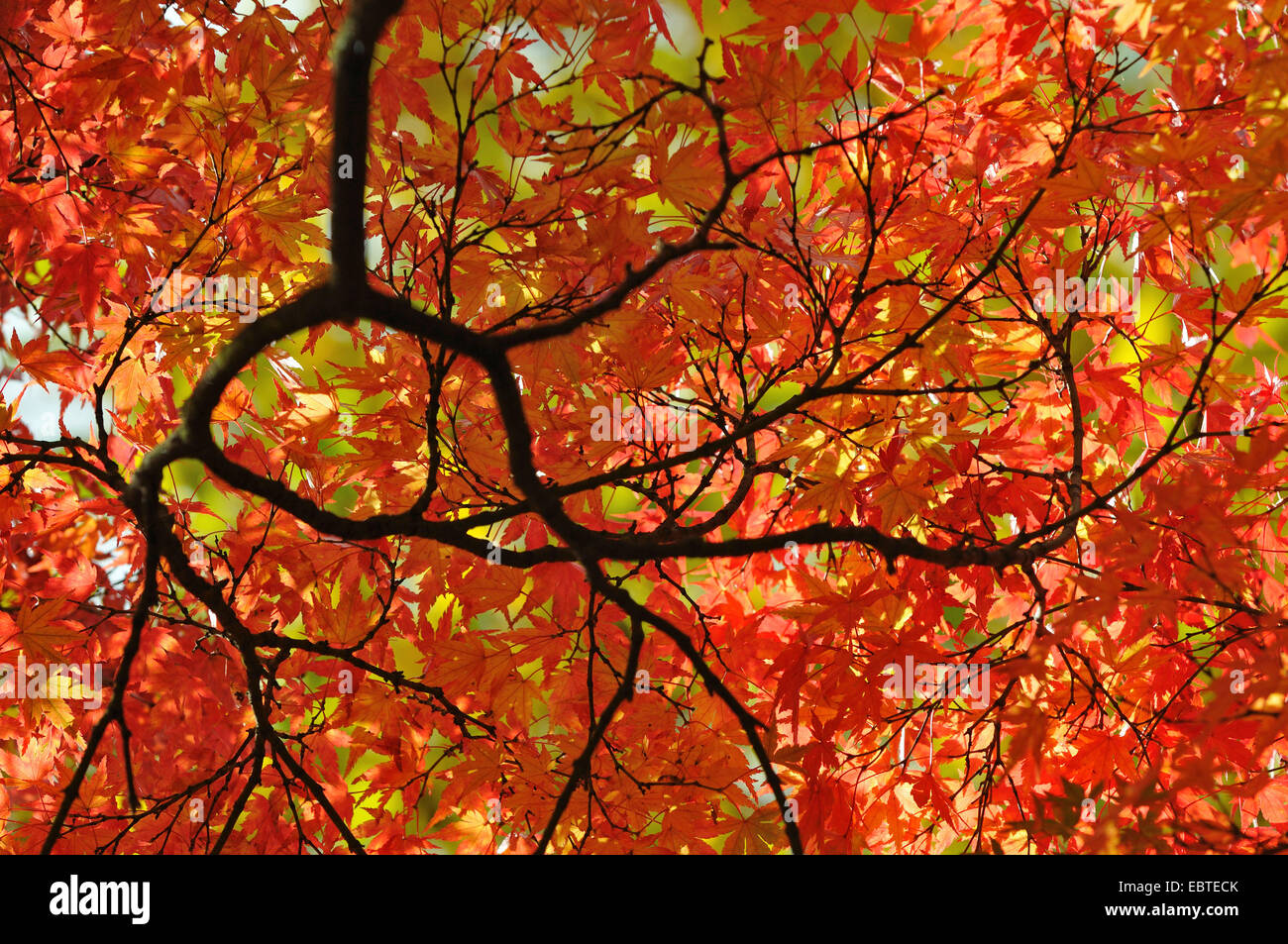 Japanese maple (Acer palmatum), branches with autumn leaves, deuschland Stock Photo