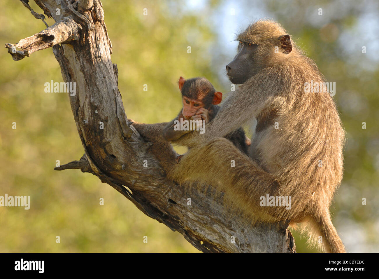 yellow baboon, savannah baboon (Papio cynocephalus), female sitting in an old gnarled tree with a juvenile Stock Photo