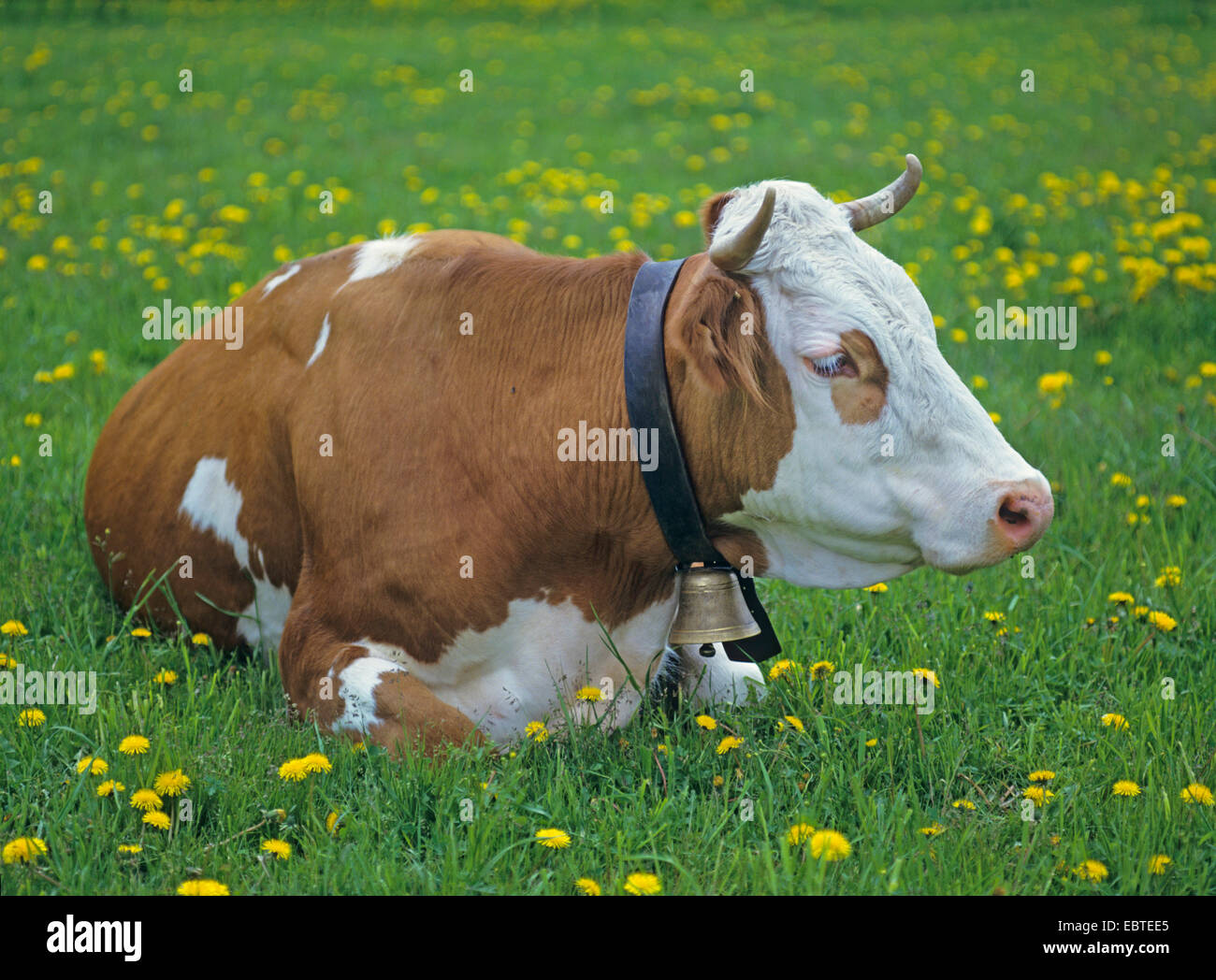 domestic cattle (Bos primigenius f. taurus), cattle lying on the pasture, Austria Stock Photo