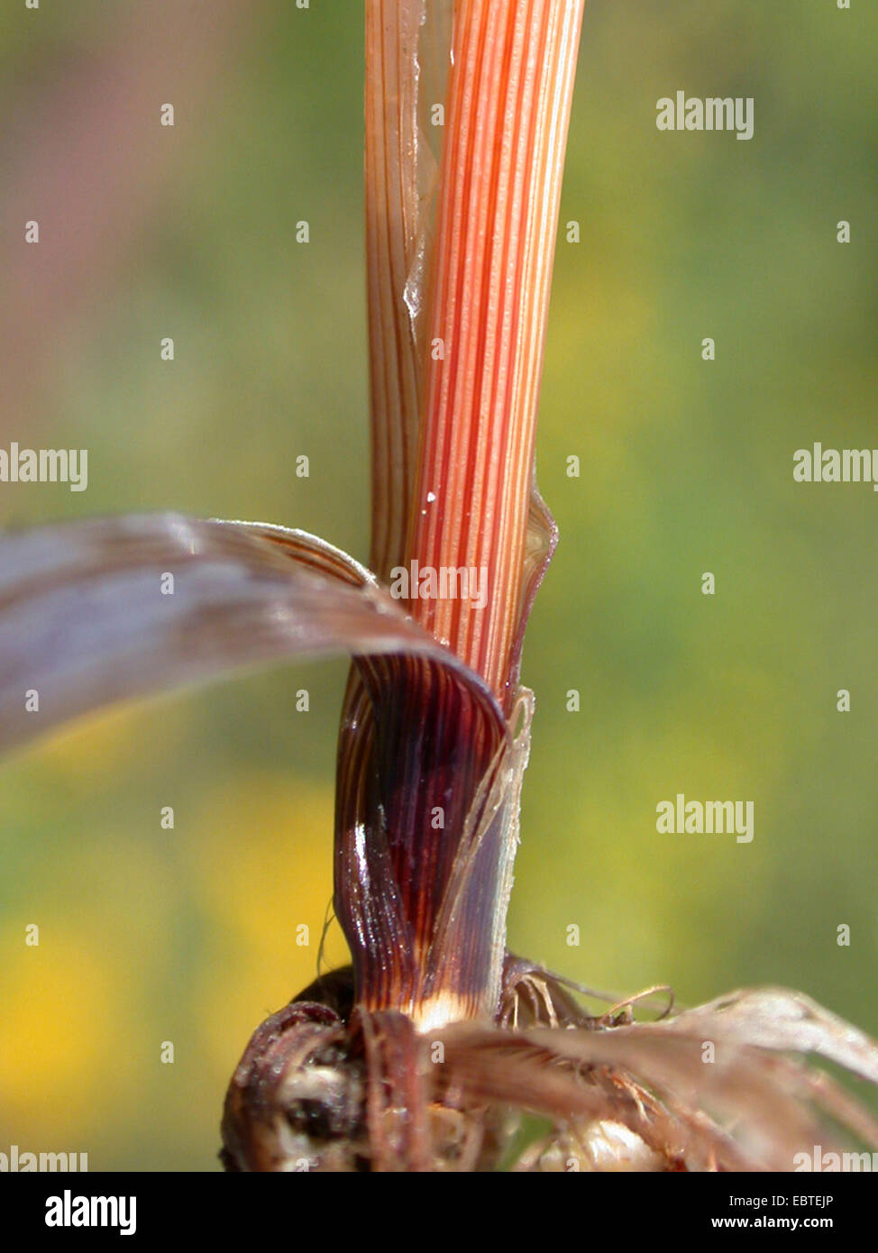 spiked sedge (Carex spicata), red leaf blades, Germany Stock Photo