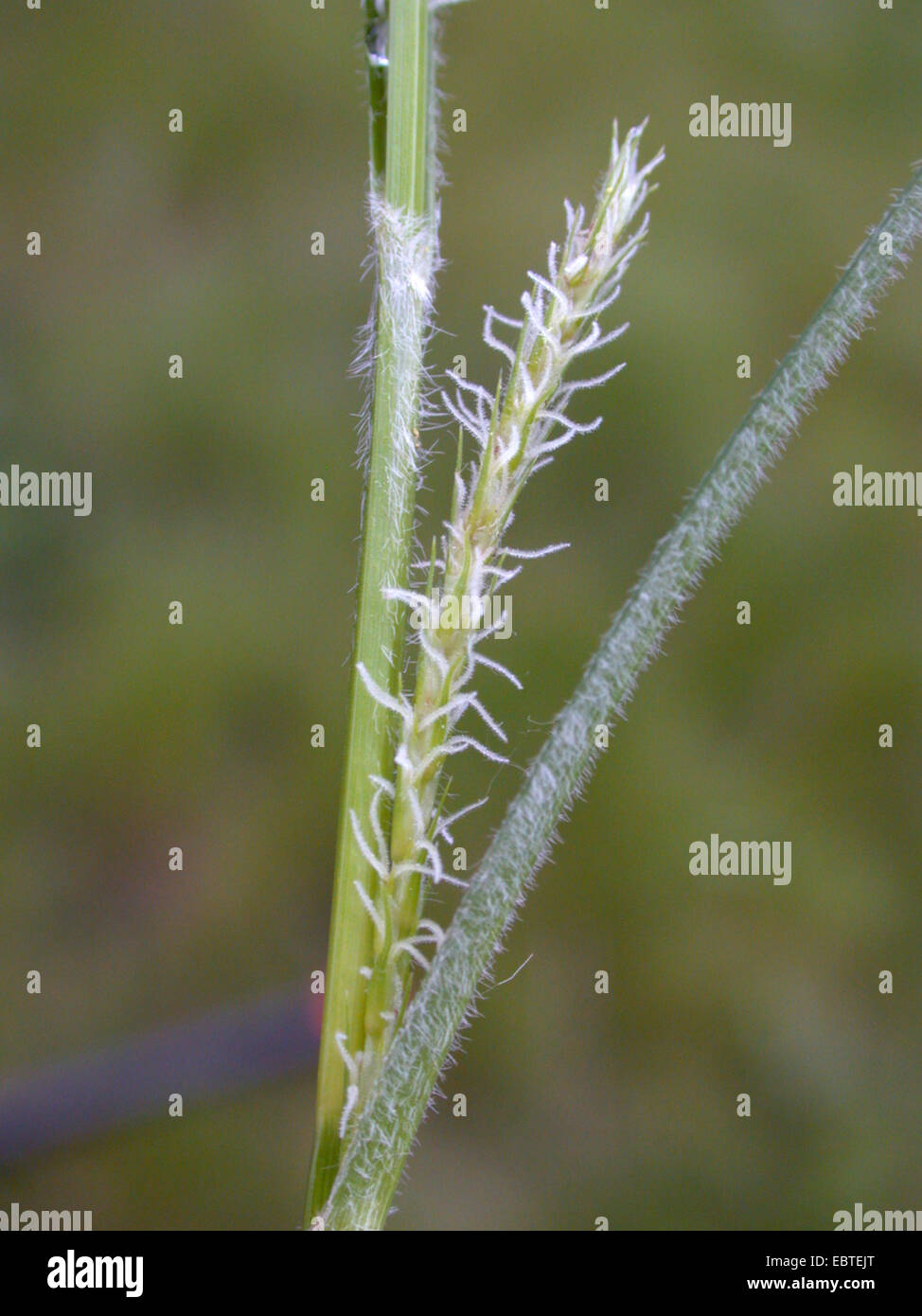 hairy sedge (Carex hirta), female inflorescence, Germany Stock Photo