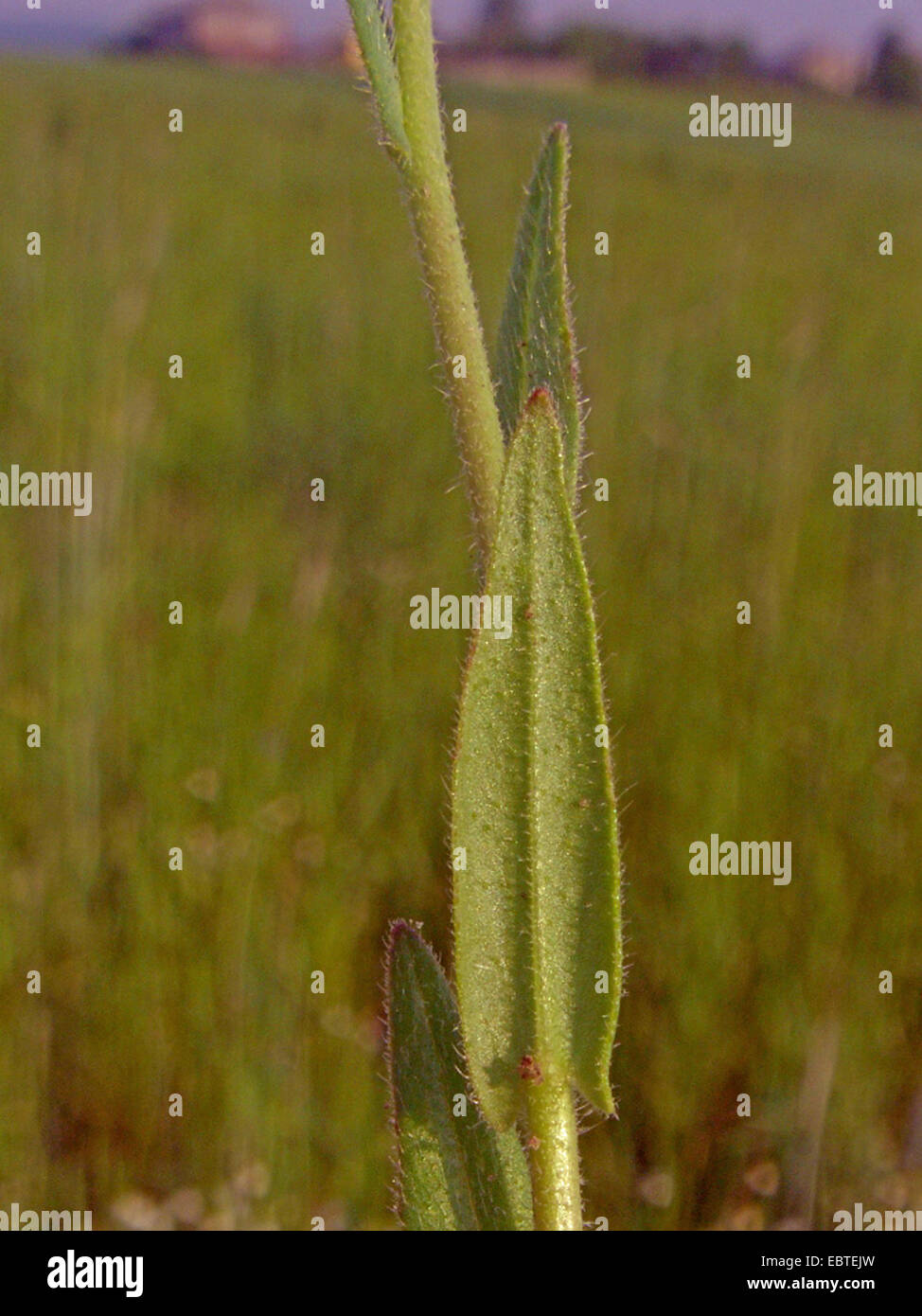 Littlepod false flax, Small seed false flax (Camelina microcarpa), sprout leaf, Germany Stock Photo