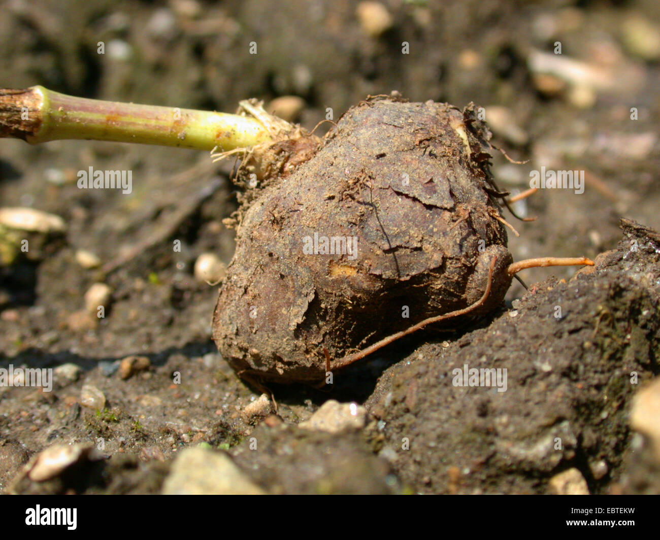 great pignut (Bunium bulbocastanum, Bunium bulbocastaneum), bulb, Germany Stock Photo