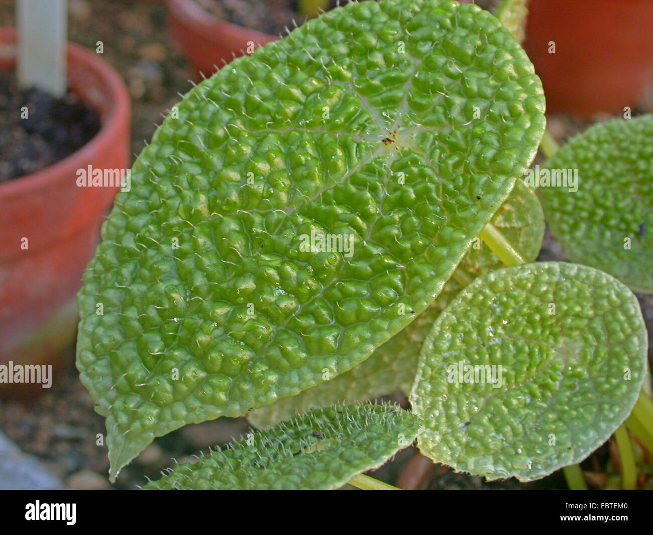 Begonia staudtii (Begonia staudtii), leaves Stock Photo