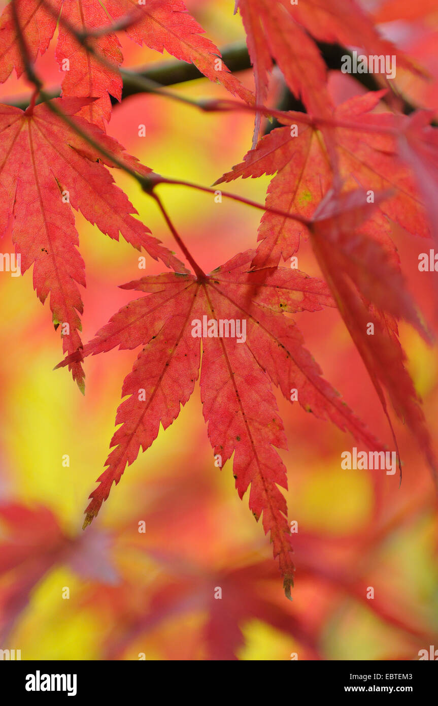 Japanese Maple Acer Palmatum Autumn Leaves Germany Stock Photo Alamy japanese-maple-acer-palmatum-autumn-leaves-germany-stock-photo-alamy
