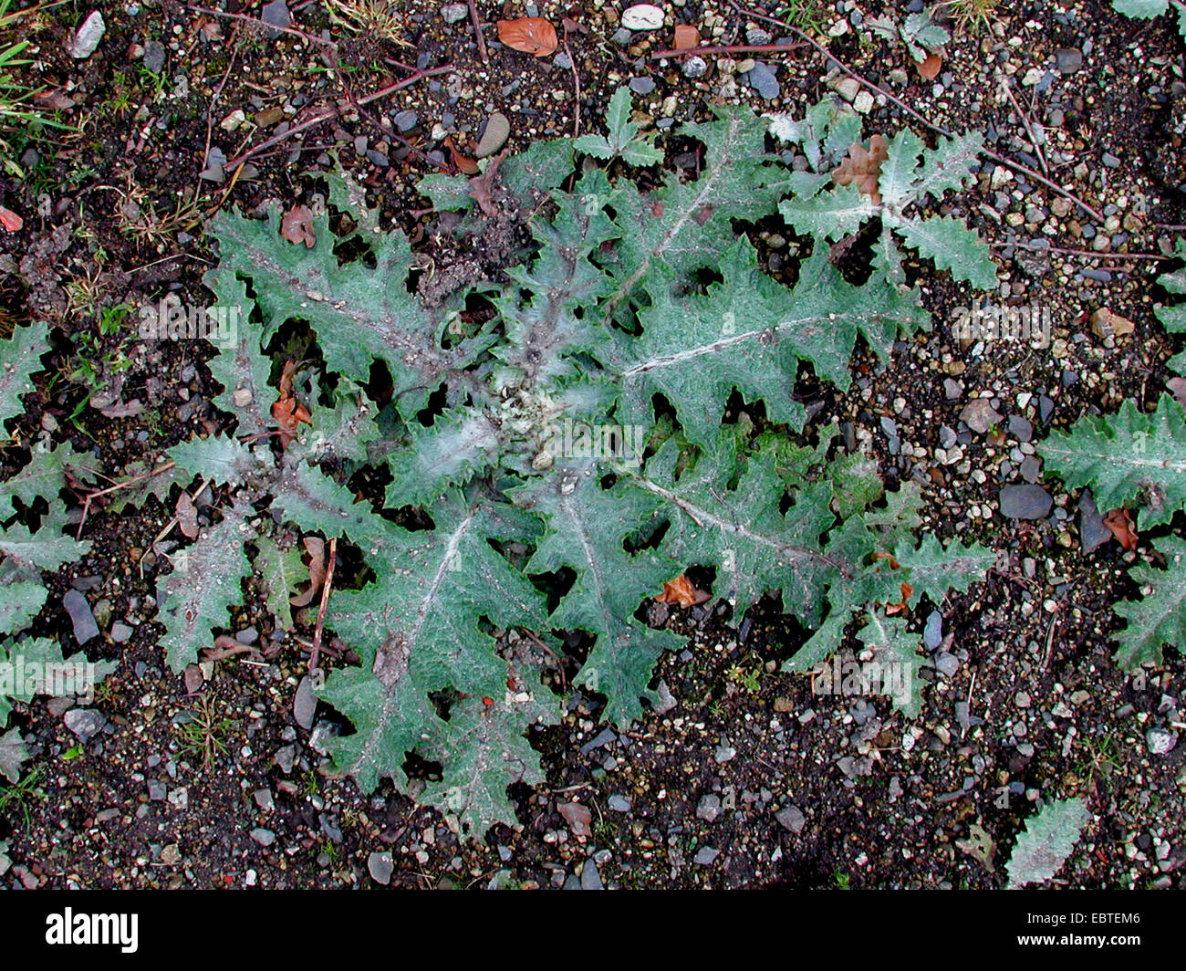cotton thistle, scotch thistle (Onopordum acanthium), leaf rosette, Germany Stock Photo