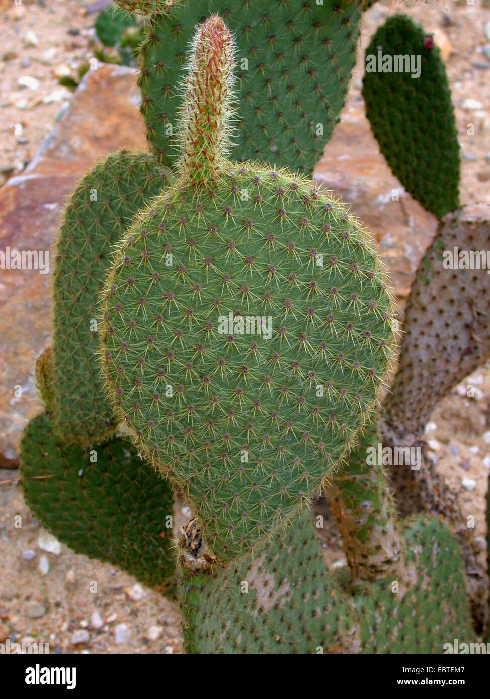 Pear cactus, Prickly pear (Opuntia scheeri), stem Stock Photo