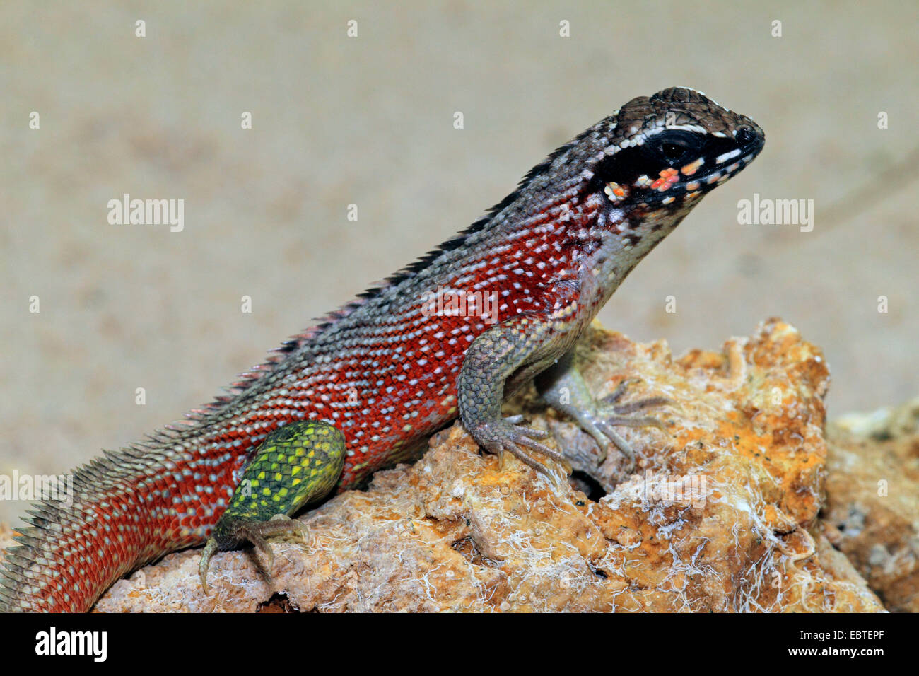 Haitian curlytail lizard (Leiocephalus personatus), sitting on a rock Stock  Photo - Alamy