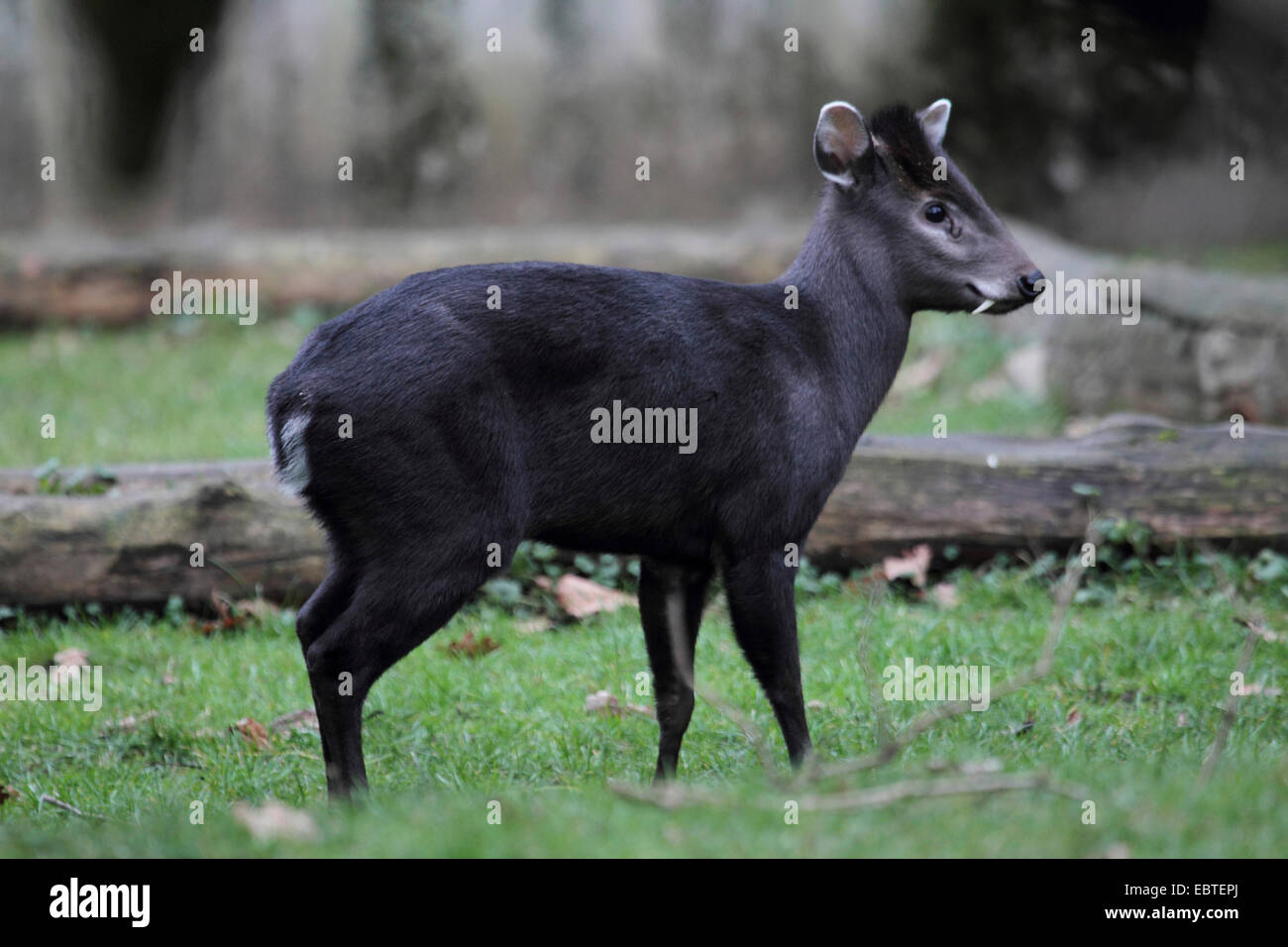 tufted deer (Elaphodus cephalophus), standing on lawn in front of dead wood Stock Photo