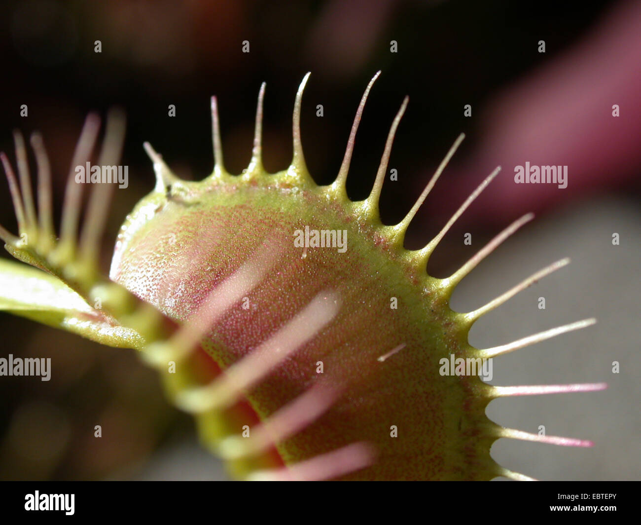 Venus Flytrap, Venus's Flytrap, Venus' Flytrap, Venus Fly Trap, Venus's Fly Trap, Venus' Fly Trap, Fly-Trap (Dionaea muscipula), trap, detail with trigger hairs Stock Photo