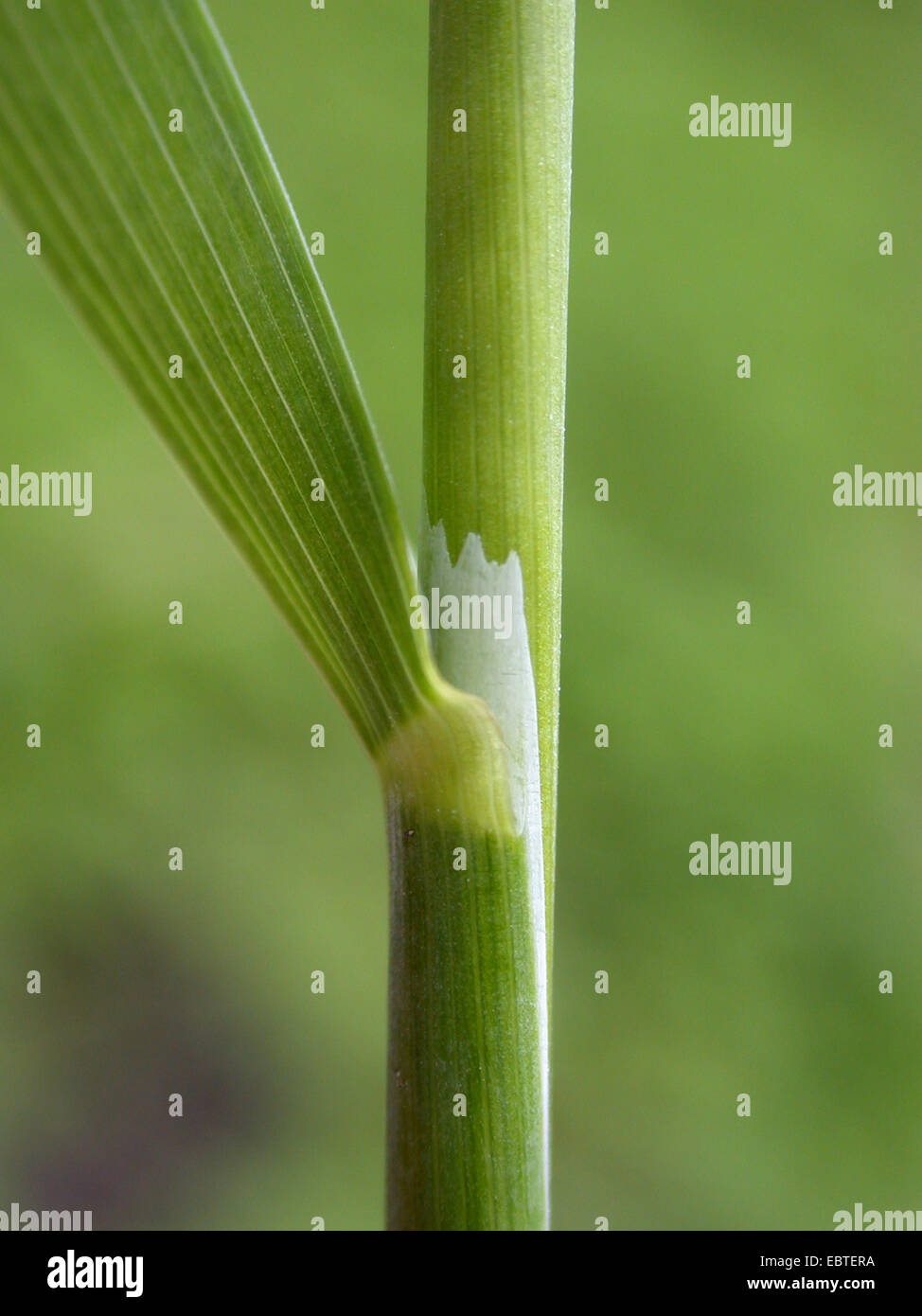 wood millet, tall millet-grass (Milium effusum), ligula, Germany Stock Photo