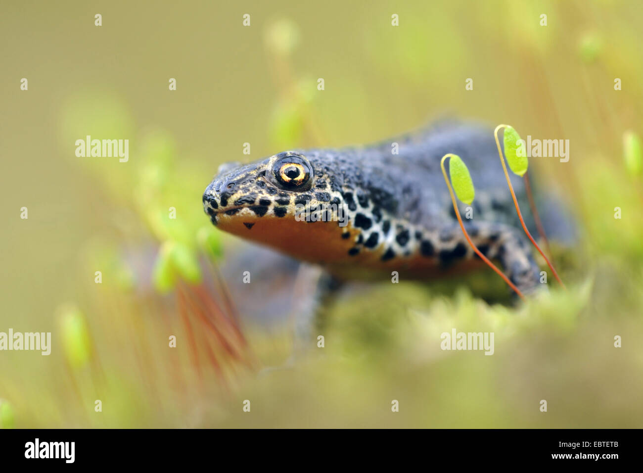 alpine newt (Triturus alpestris, Ichthyosaura alpestris, Mesotriton ...