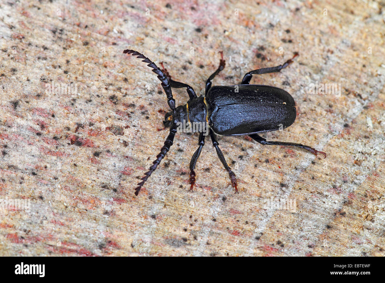 Prionus longhorn beetle, Greater British longhorn, The tanner, The sawyer (Prionus coriarius), sitting on wood, Germany, Baden-Wuerttemberg Stock Photo