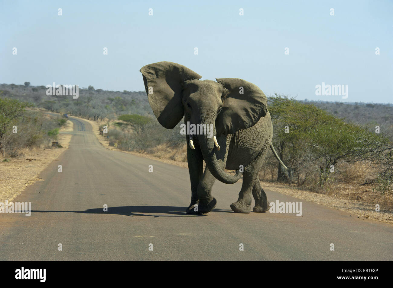 African elephant (Loxodonta africana), with threatening posture on a road through the savannah, Suedafrika , Krueger National Park Stock Photo