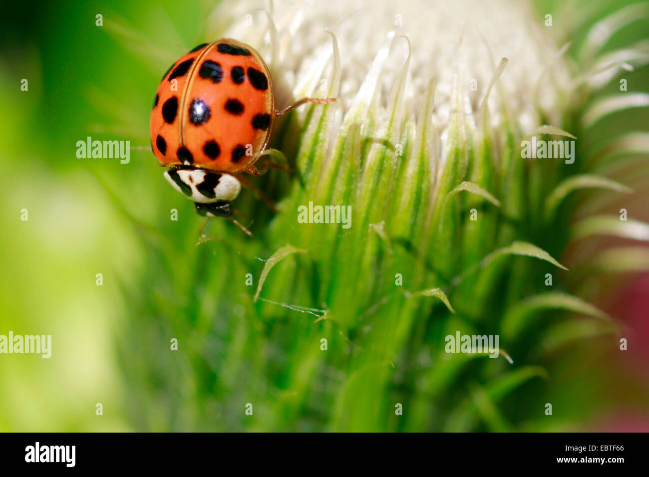 multicoloured Asian beetle (Harmonia axyridis), sitting on a plant, Germany, Saxony Stock Photo