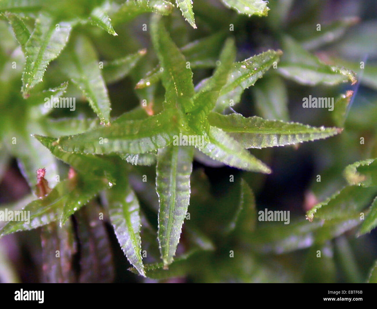 Catherine's moss (Atrichum undulatum), sprout, Germany, North Rhine-Westphalia Stock Photo