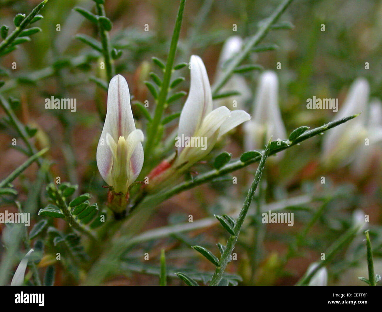 Astragalus balearicus (Astragalus balearicus), flowers, Spain, Balearen, Majorca Stock Photo
