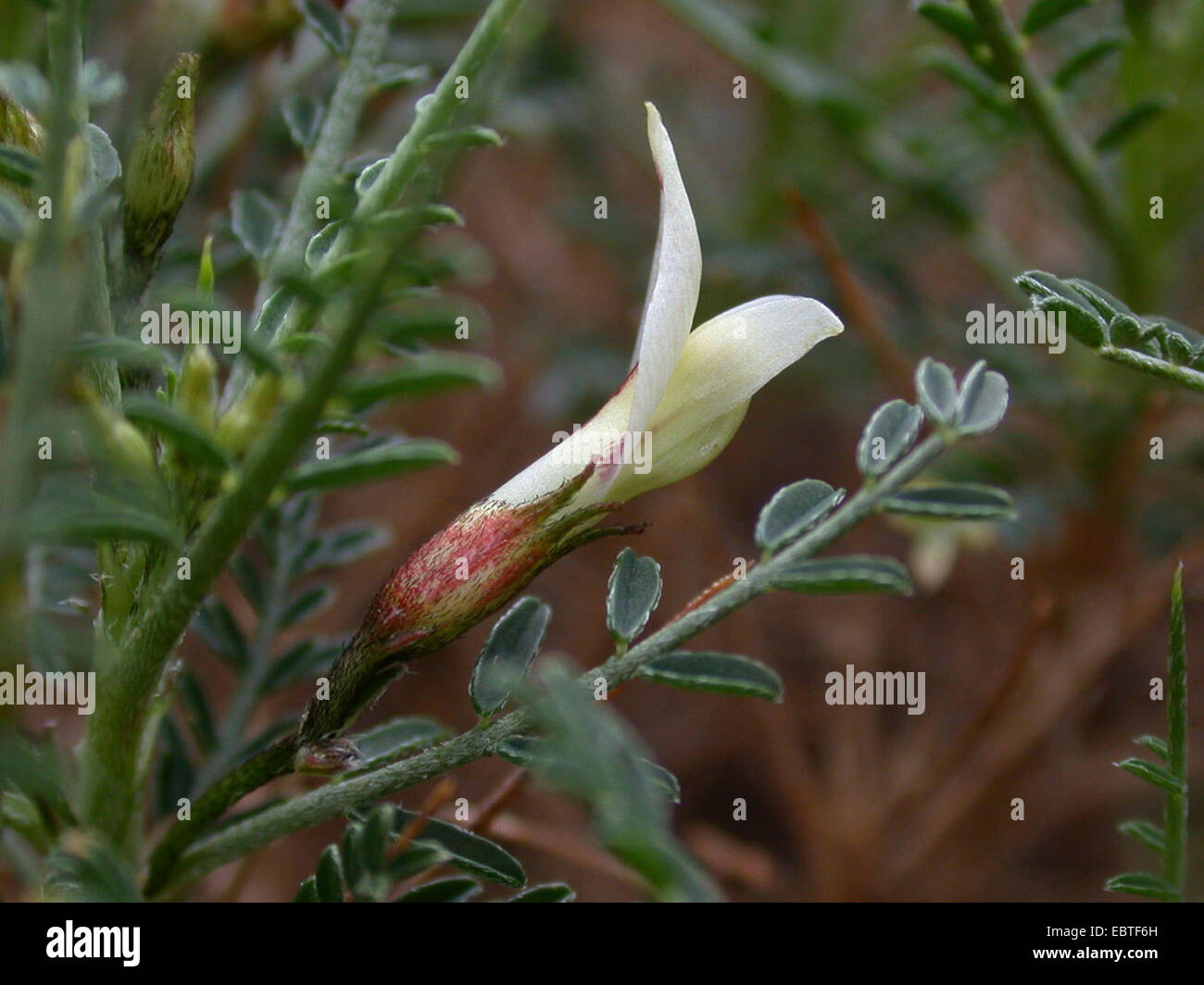 Astragalus balearicus (Astragalus balearicus), flower, Spain, Balearen, Majorca Stock Photo