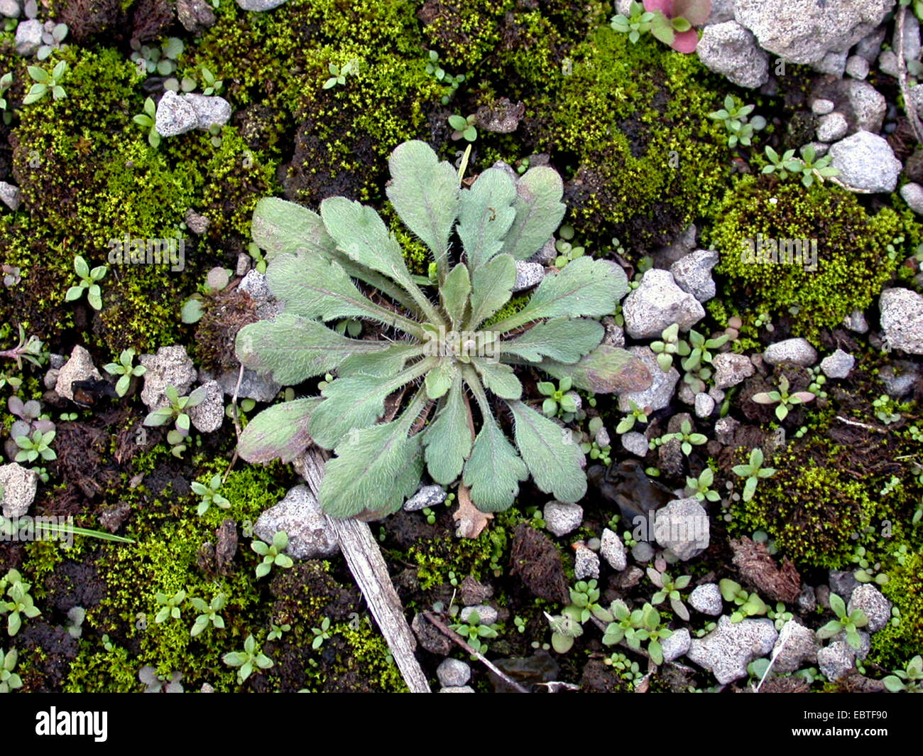 mouse-ear cress, thale cress, Wall-cress (Arabidopsis thaliana, Cardaminopsis thaliana), leaf rosette, Germany Stock Photo