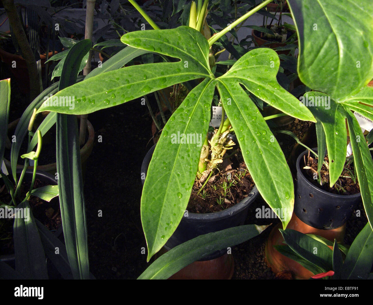Anthurium palmatum (Anthurium palmatum, Anthurium fissum), leaf Stock Photo