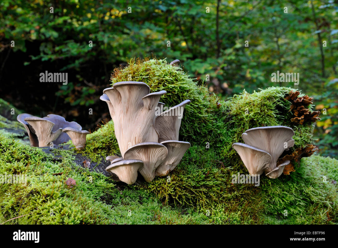 oyster mushroom (Pleurotus ostreatus), fruiting bodies, Germany, North Rhine-Westphalia Stock Photo