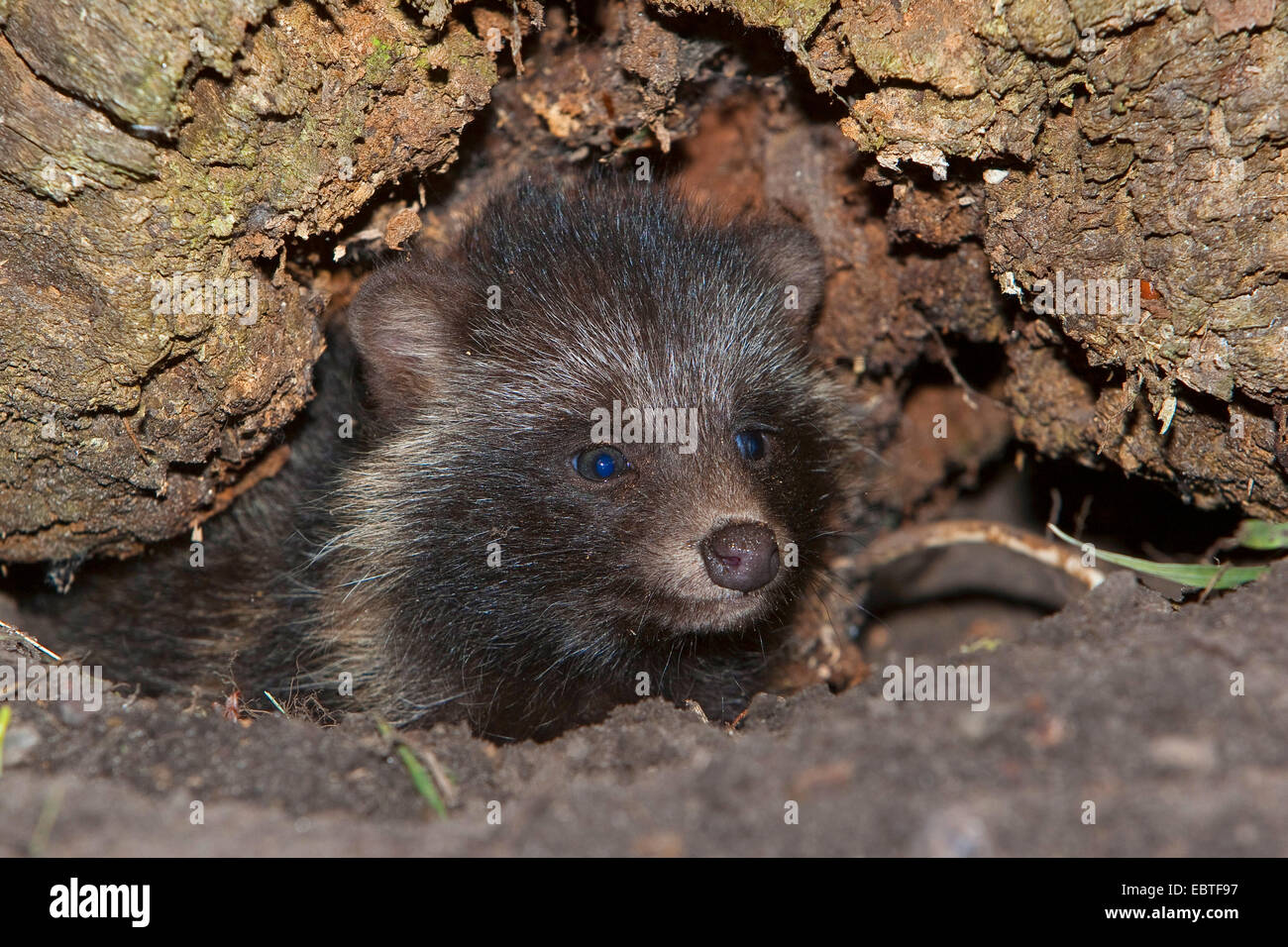 raccoon dog (Nyctereutes procyonoides), young raccoon dog in tree hole, Germany Stock Photo