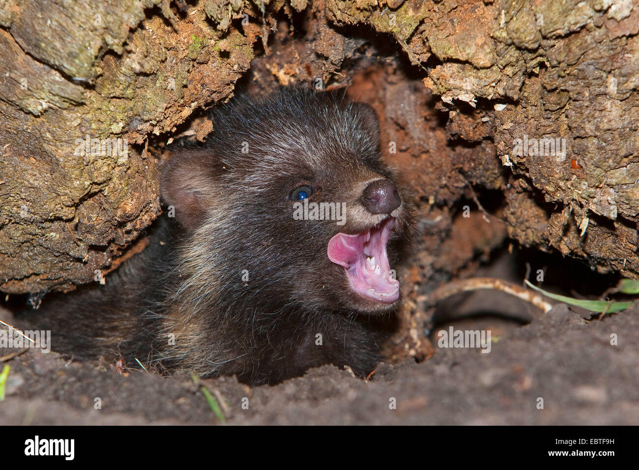 raccoon dog (Nyctereutes procyonoides), young raccoon dog yawning in tree hole, Germany Stock Photo