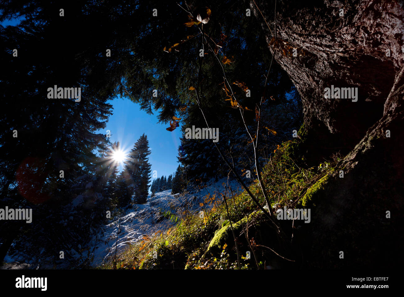 mountain slope and coniferous forest in backlight, Switzerland, Kanton Schwyz, Ibach Stock Photo