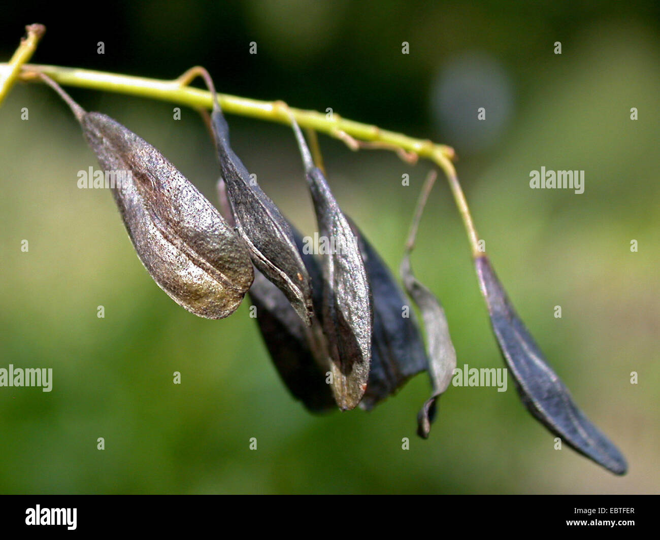 dryer's woad (Isatis tinctoria), fruits, Germany Stock Photo