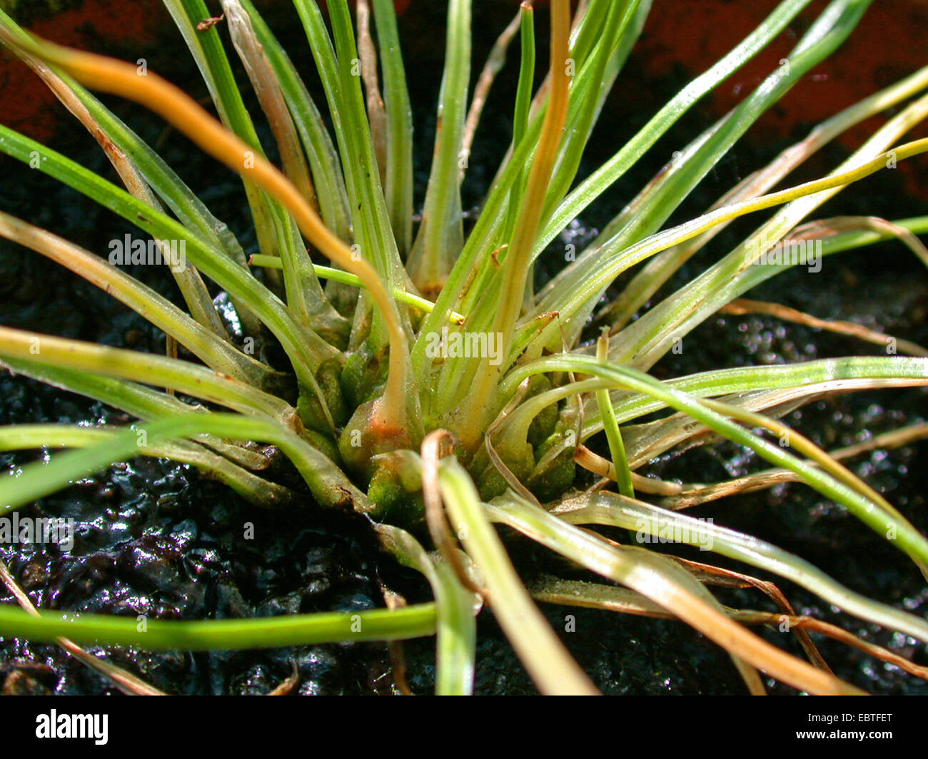 land quillwort (Isoetes histrix), with sporangiae at leaf base Stock Photo