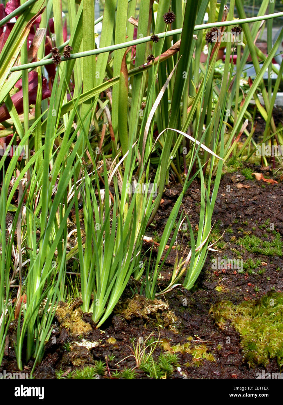 Rocky Mountain rush (Juncus ensifolius), sprouts, Germany Stock Photo