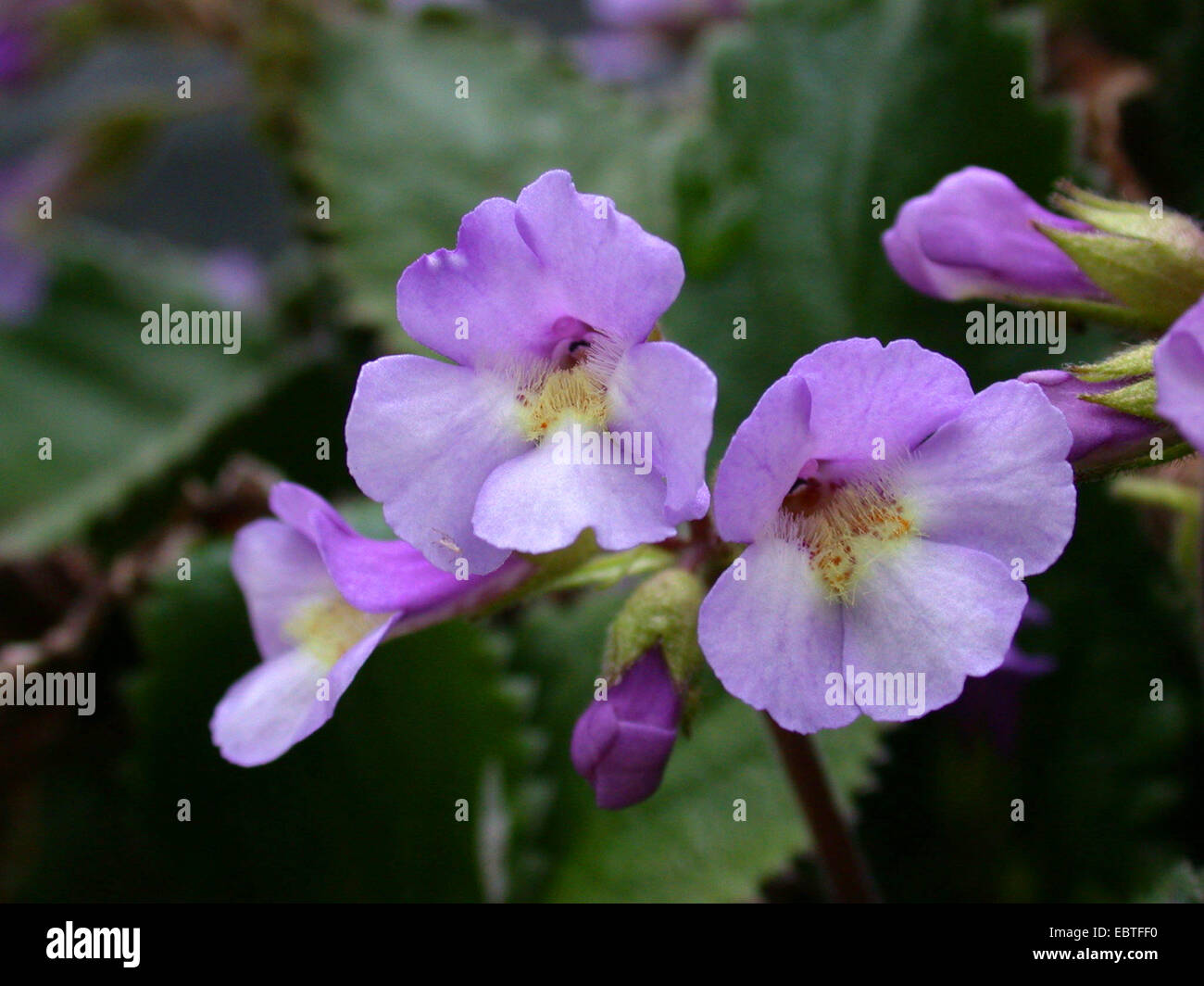 Resurrection Plant (Haberlea rhodopensis), flowers Stock Photo