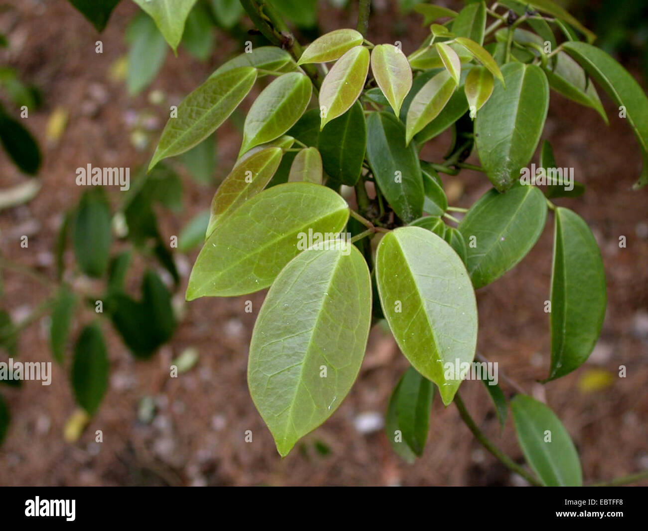 Sausage vine, China Blue Vine (Holboellia coriacea), leaves Stock Photo
