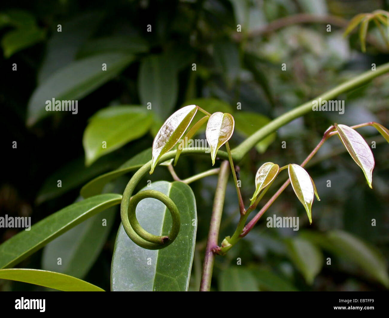 Lardizabalaceae High Resolution Stock Photography and Images Alamy