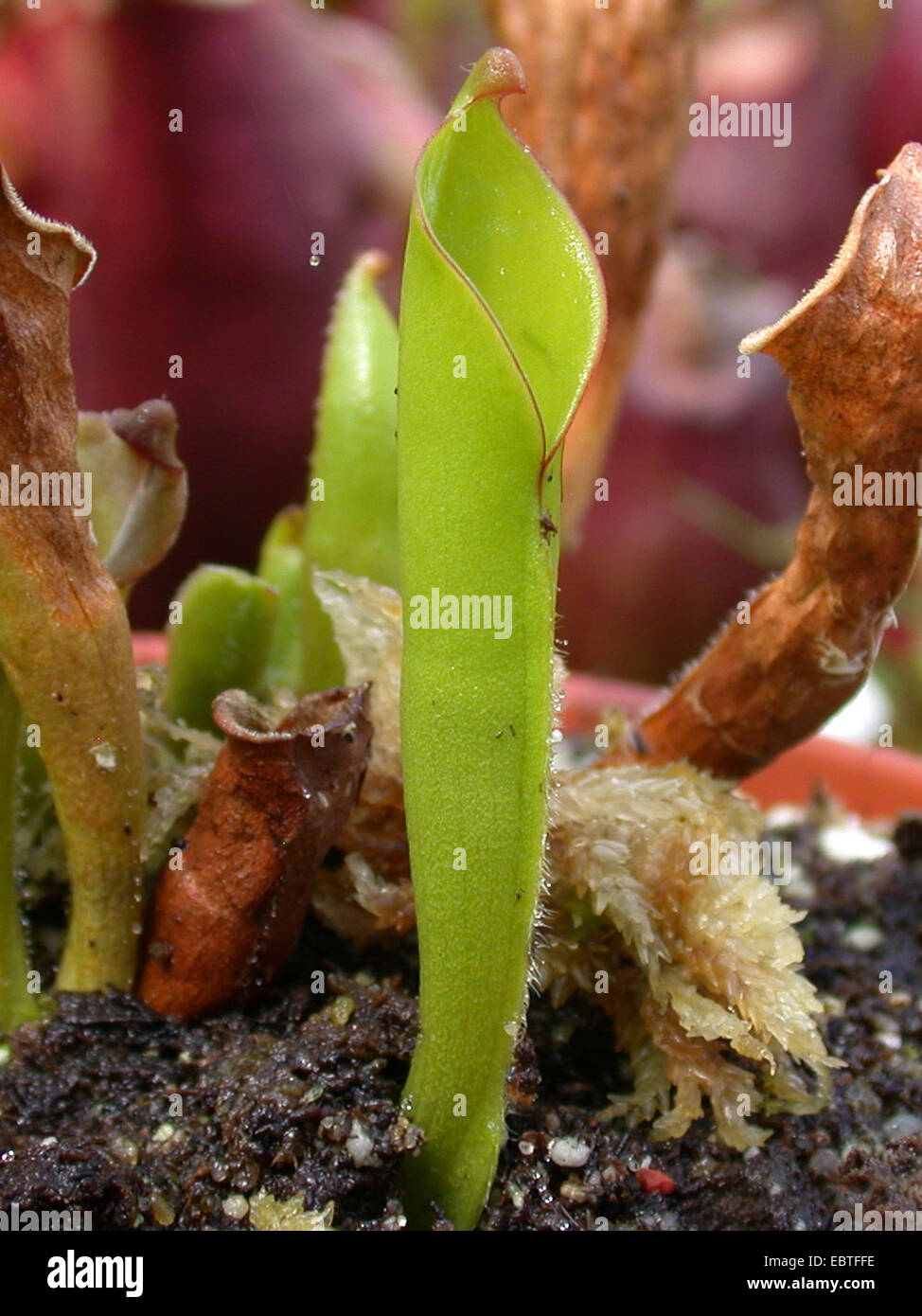 sun pitcher (Heliamphora heterodoxa), leaf trap Stock Photo