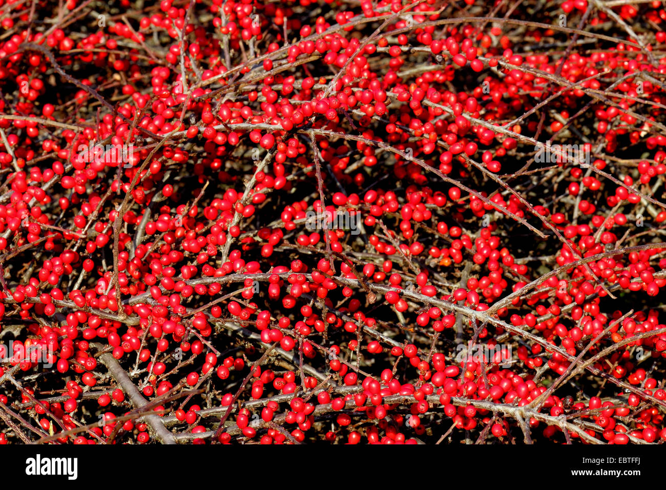 rock cotoneaster (Cotoneaster spec.), fruiting Stock Photo