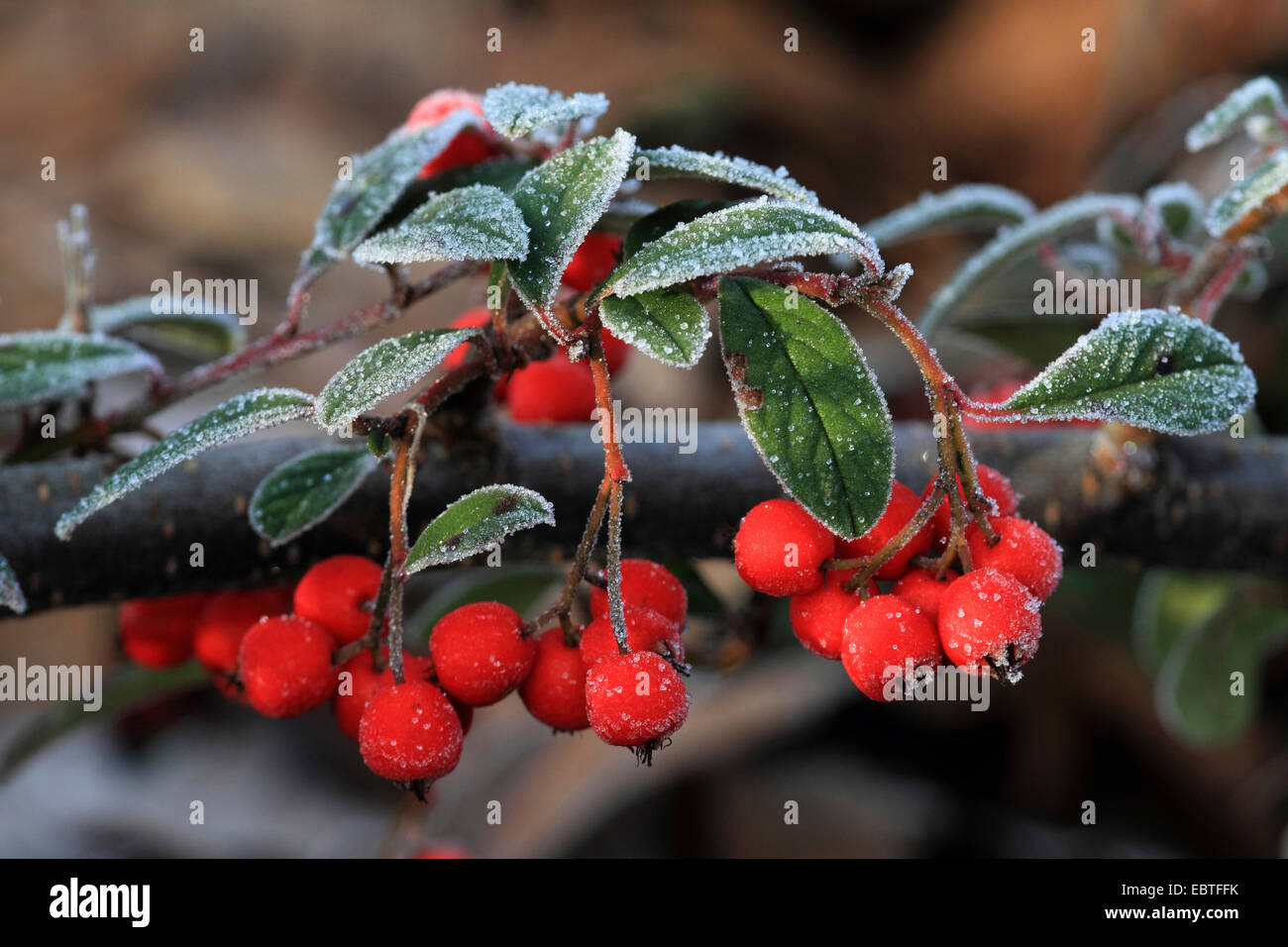 cotoneaster (Cotoneaster spec.), fruiting cotoneaster with roar frost Stock Photo