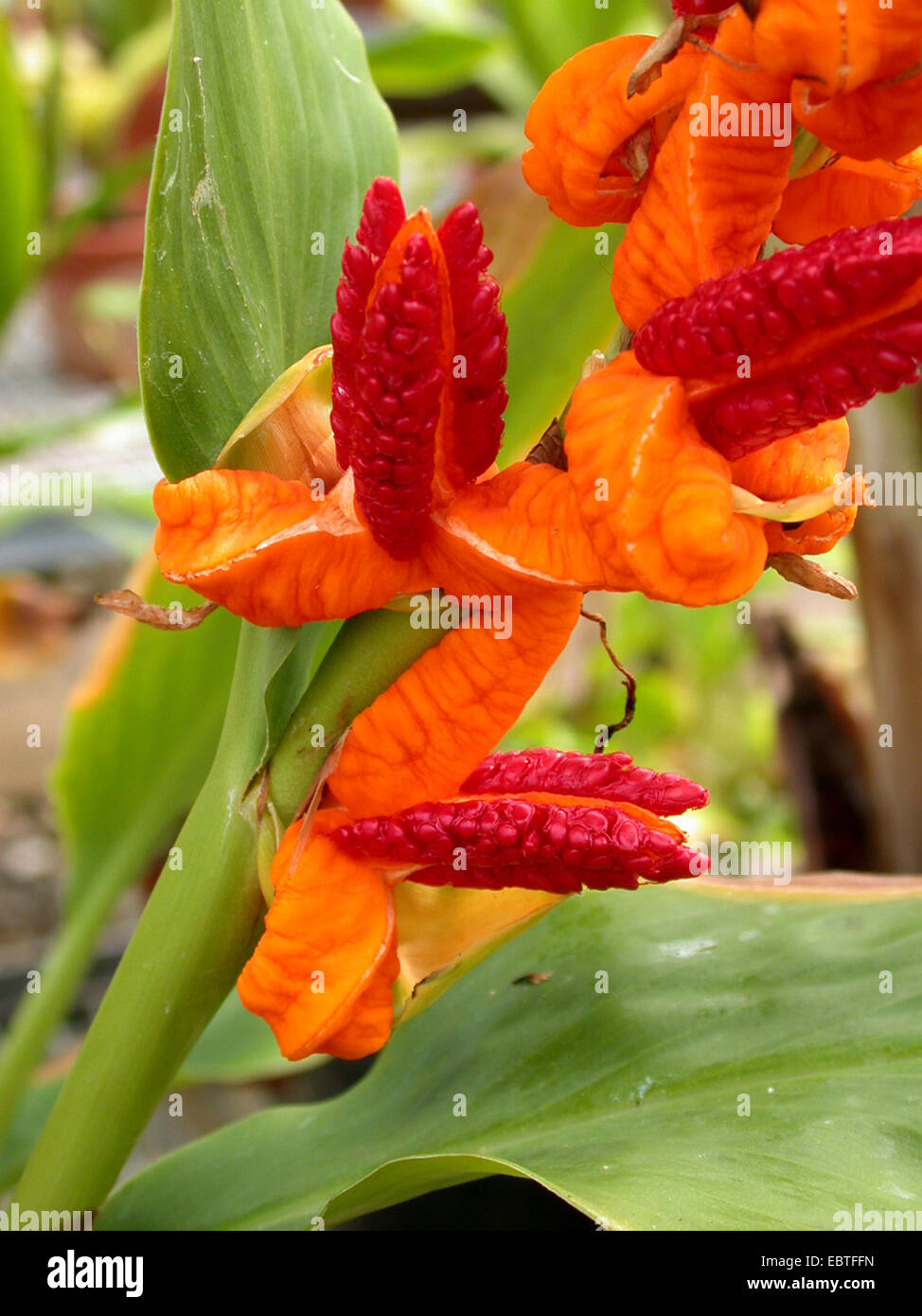 Gingerlily (Hedychium horsfieldii Brachychilum horsfieldii), fruits Stock Photo