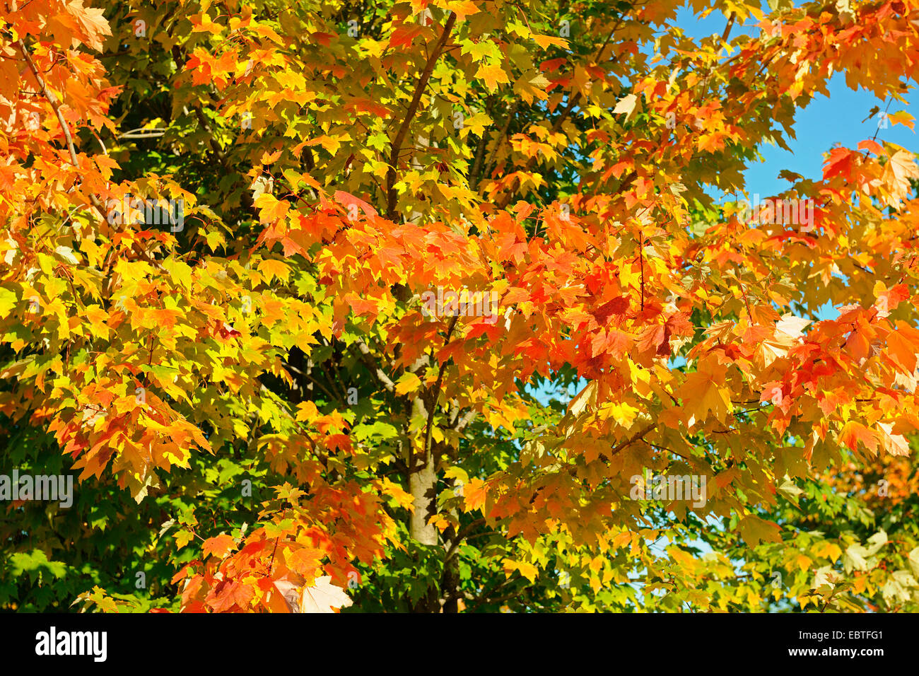 sycamore maple, great maple (Acer pseudoplatanus), autumn leaves, Germany Stock Photo