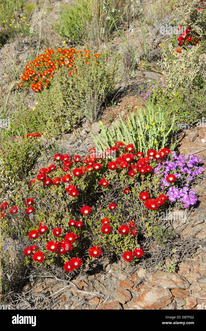 dewflower ice plant (Drosanthemum speciosum), blooming, South Africa, Western Cape Stock Photo
